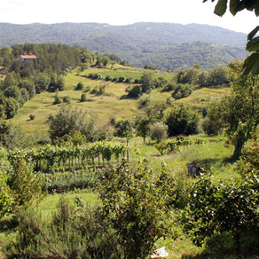 8. smotra vina središnje Istre