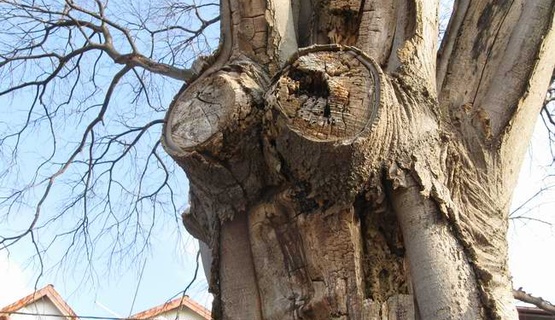 U petak 11. veljače posječena su stabla koprivića u Ulici Lipa. 
