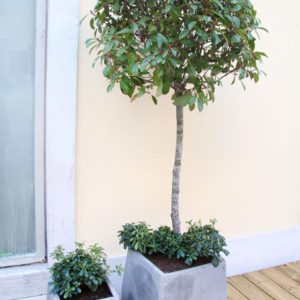 Trg svete Barbare djeci