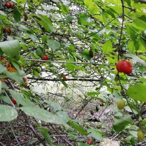 Dani susjedstva Drenova