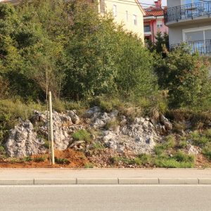 Nastavak sadnje drvoreda u sklopu Zelenog tjedna