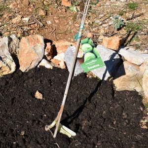 Stablo smokve posađeno na Kampsusu