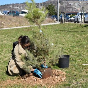 Sadnja stabala u mediteranskom vrtu / foto: UniRi