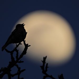 Pjev kosa na mjesečini u rano proljeće najavljujući buđenje novog života, autor Đorđe Dokmanović / Foto: SKD Prosvjeta Rijeka