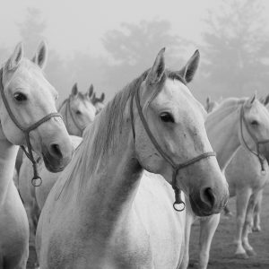 Silvija Butković-Đakovo Znatiželja