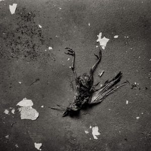 Ivica Nikolac Metamorfoza slika sna