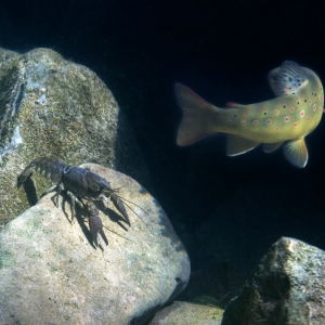 Bjelonogi rak i Primorska pastrva, zaštićene vrste Rječine / Foto Marinko Bačić