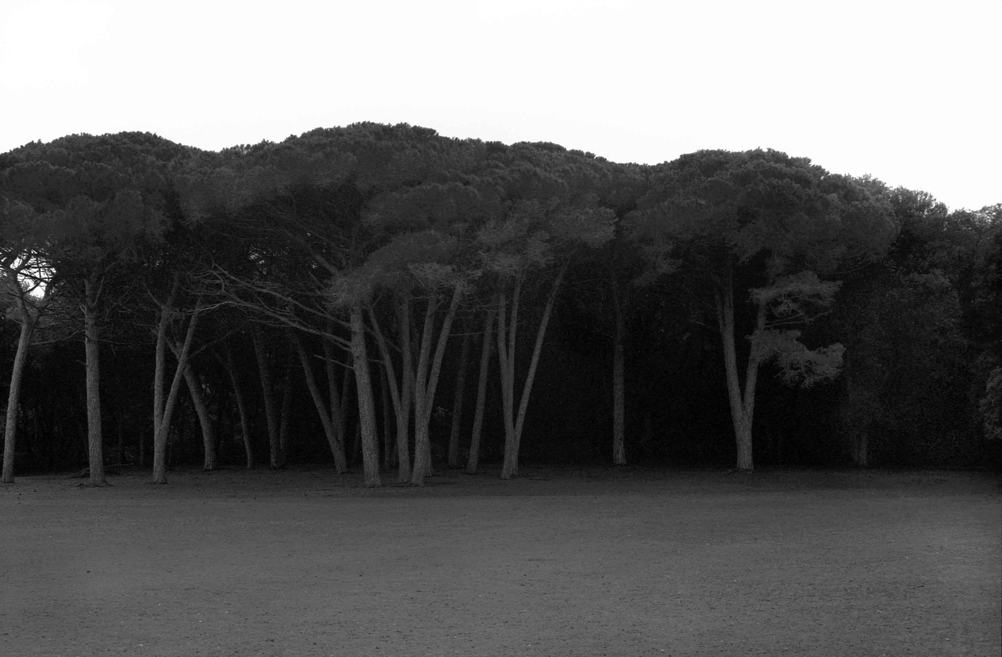 SofijaSilvia, Tihi otoci, Brijuni - Studija drveća - Pinije - br. 01, 2010., MMSU-6848