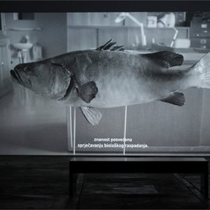 Jelena Juresa Koreografije nasilja