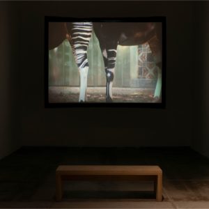 Jelena Juresa Koreografije nasilja