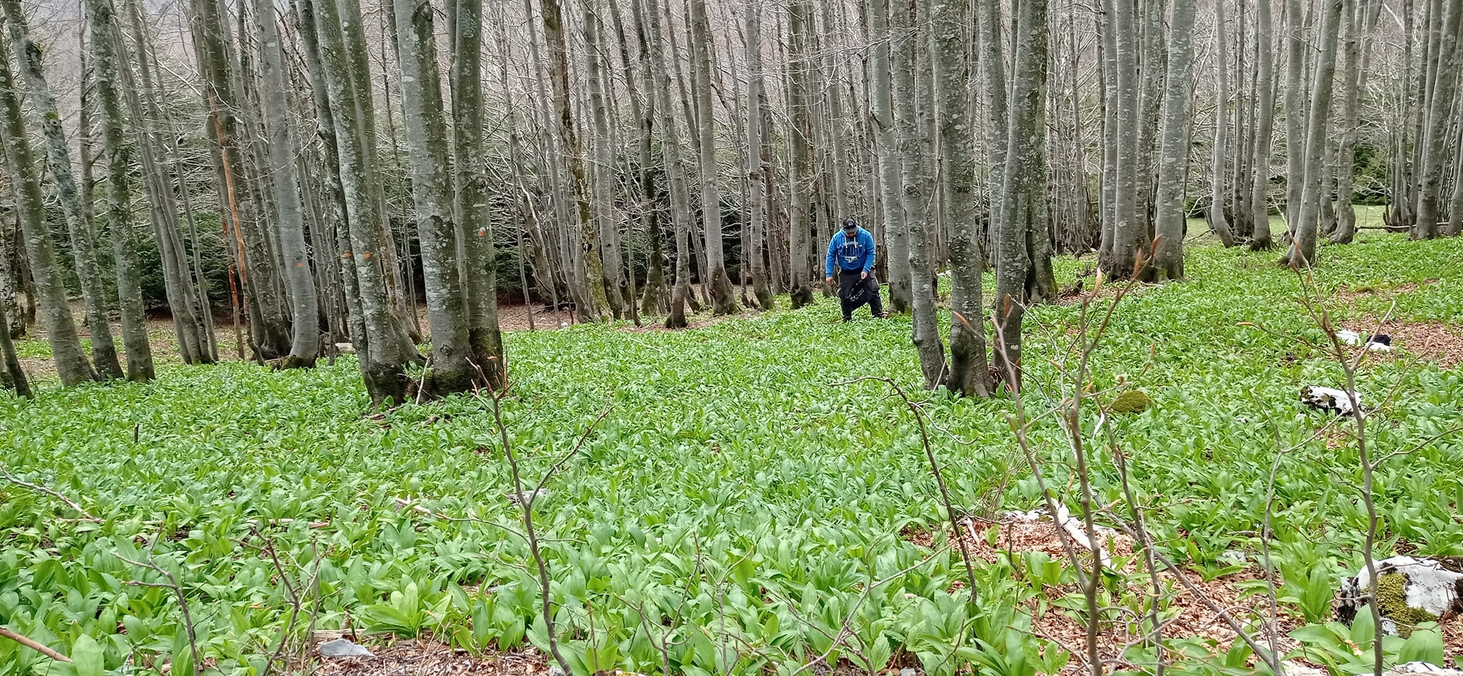 Plantaža medvjeđeg luka